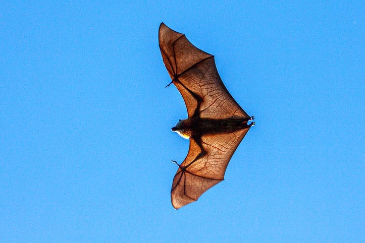Bat