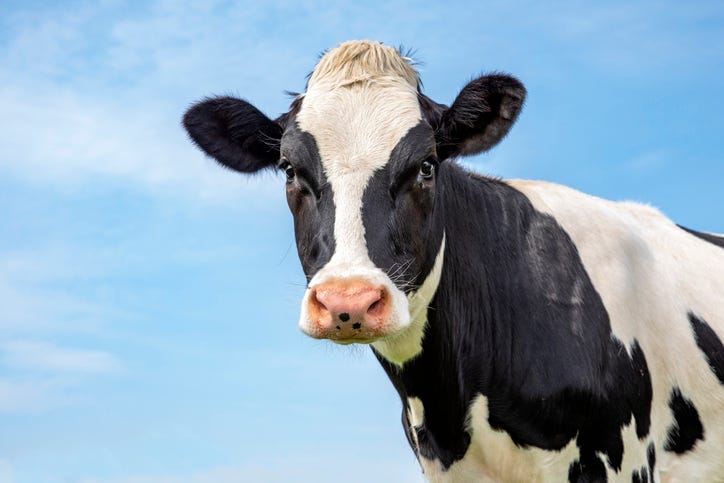Cow