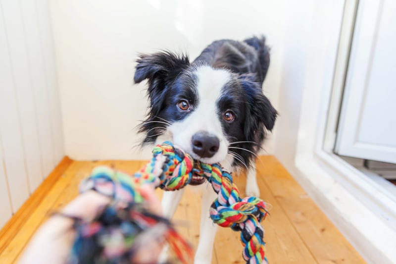 Dog Toy