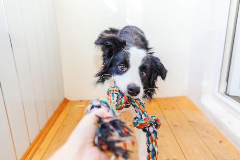 Border Collie with toy