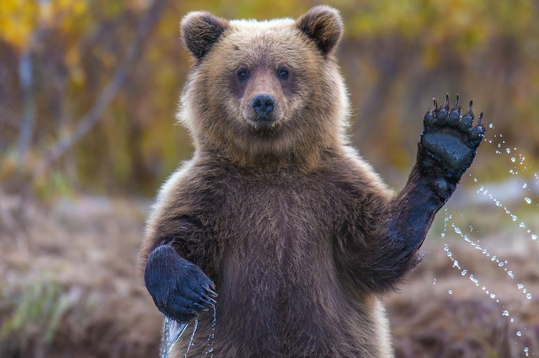 Bear, Waving, River, Paw