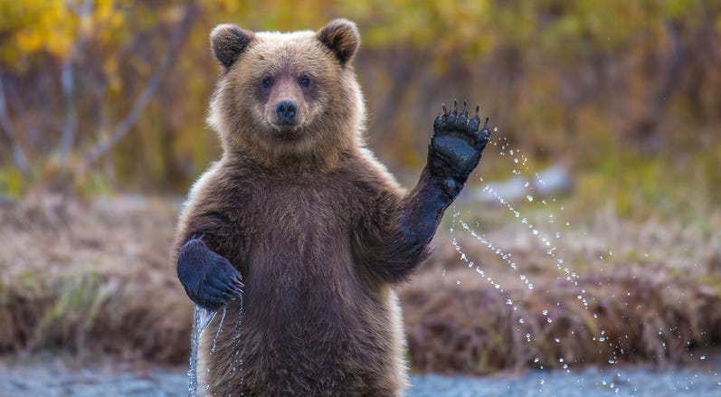 bear