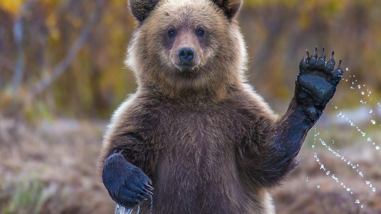 National Park Service Warns: 'Don't Push Slower Friends Down' in Front of Bears