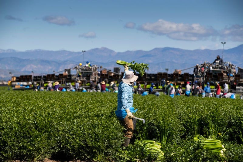 Agriculture Workers, Deemed Essential, Continues Working In The Fields In Oxnard, California