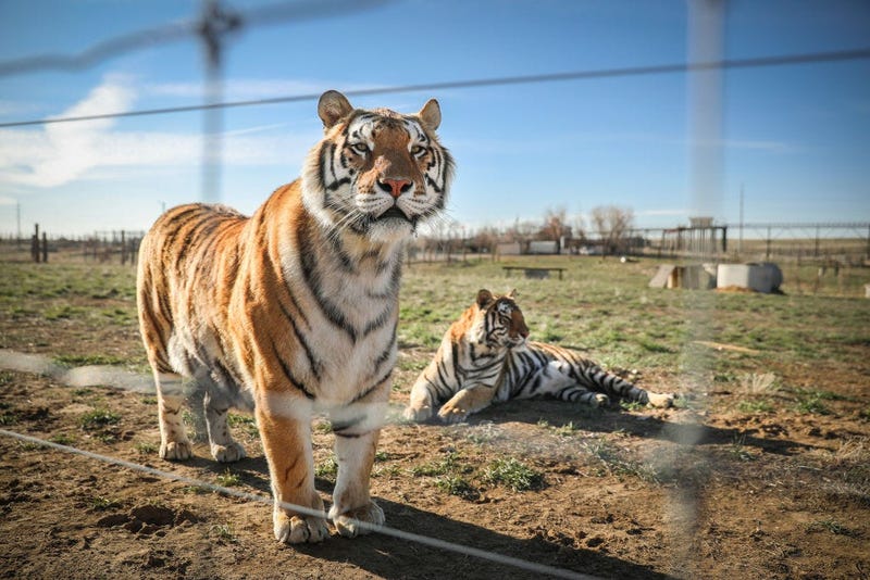 Tiger