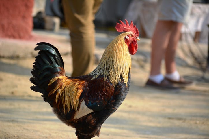 El Gallo de Oro 