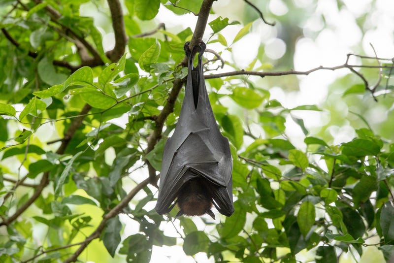 Bat hanging off a branch