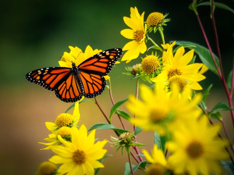 Endangered-species decision expected on beloved butterfly