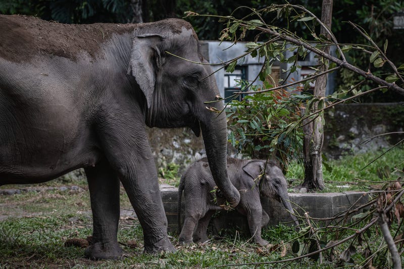 elephants