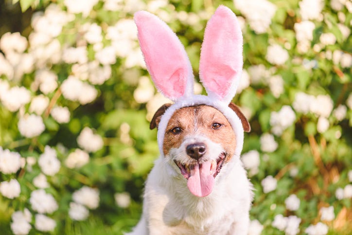 Easter Dog