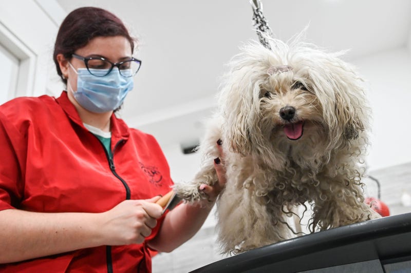 Dog grooming