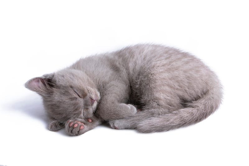 Cat Sleeping