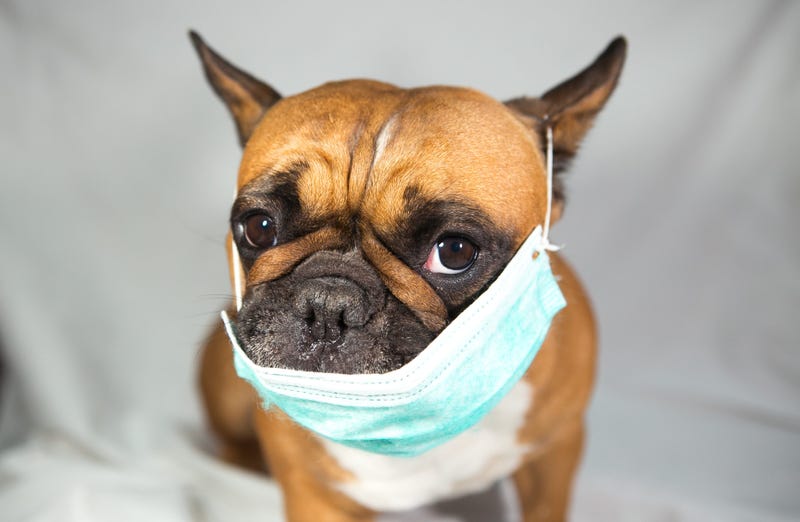 dog on mask