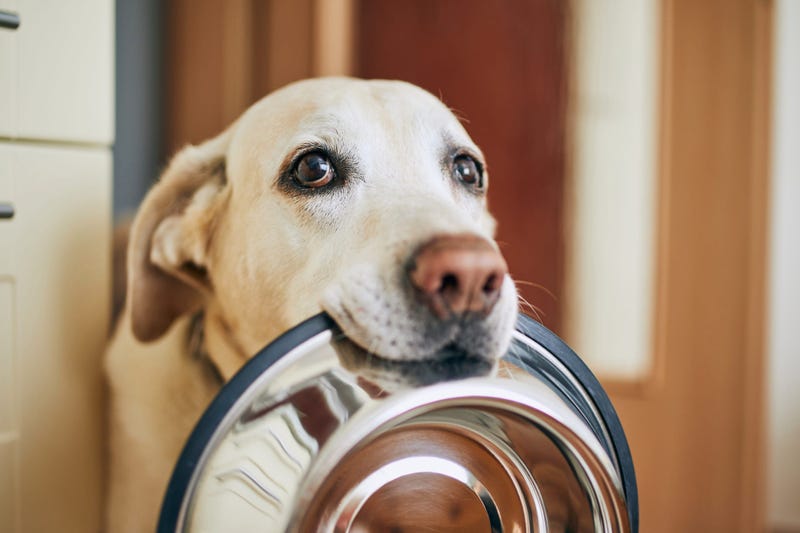 Dog food bowl