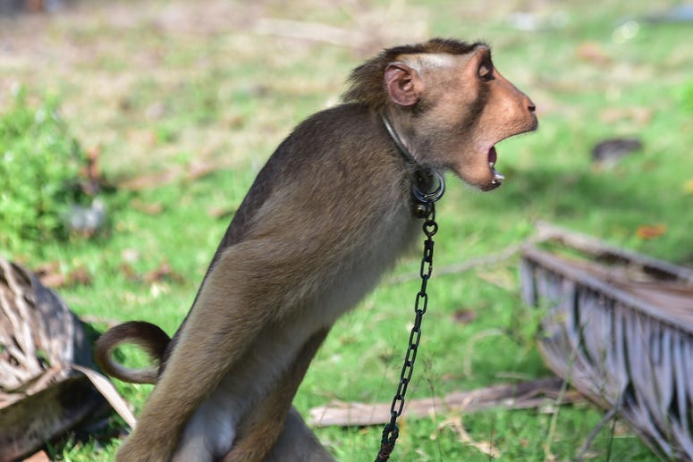 Monkey
