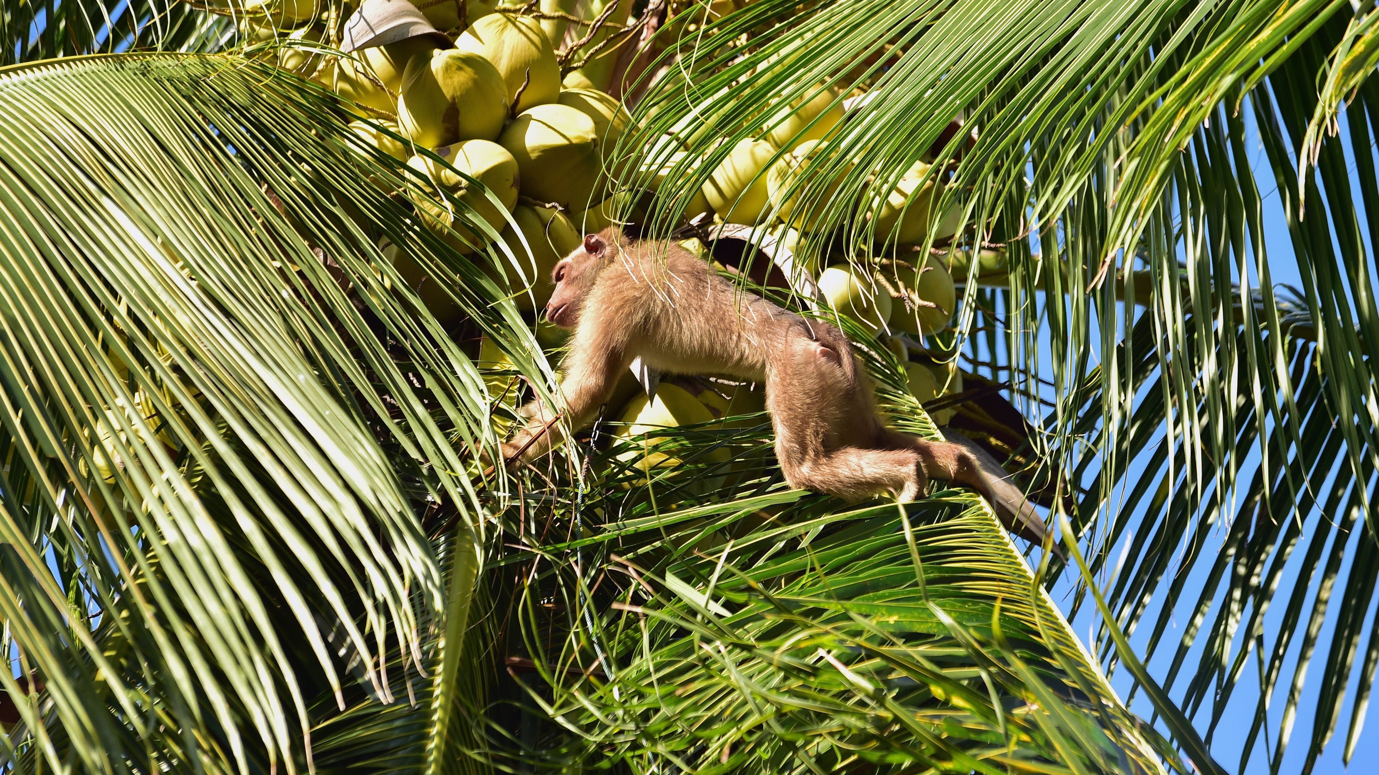 Wegmans sells coconut milk produced by 'forced monkey labor,' PETA claims