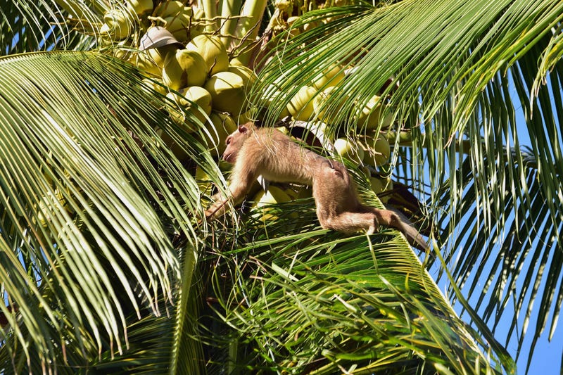Monkey