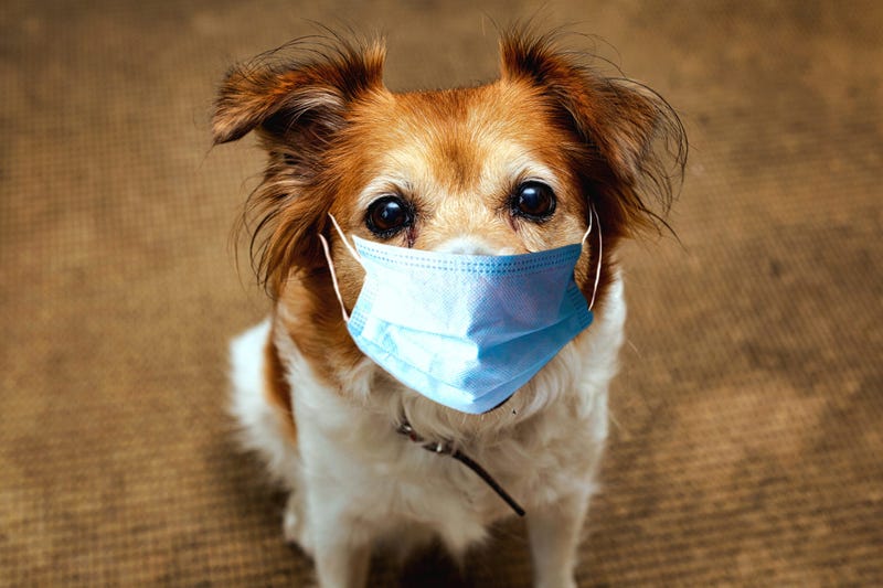 Dog wearing safety mask for protect Corona virus, covid 19 protection mask on cute brown dog, portrait pet