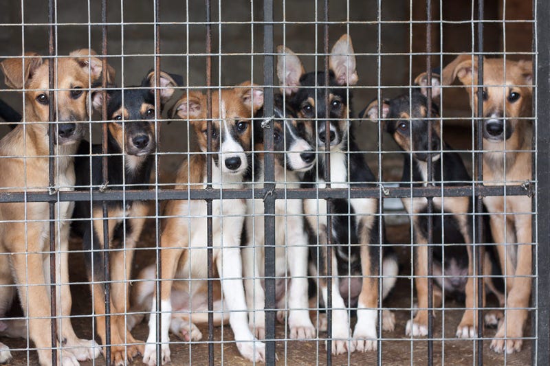 Dogs in kennel