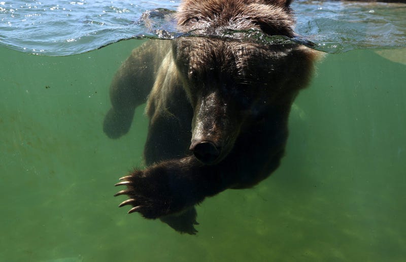 Bear