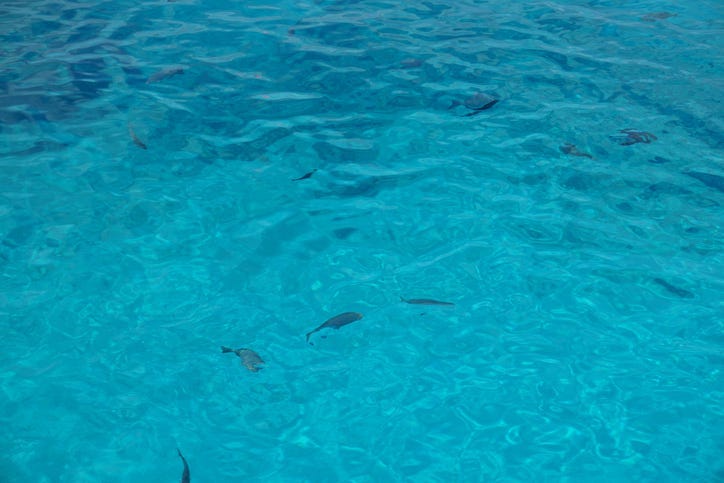 Fish in pool