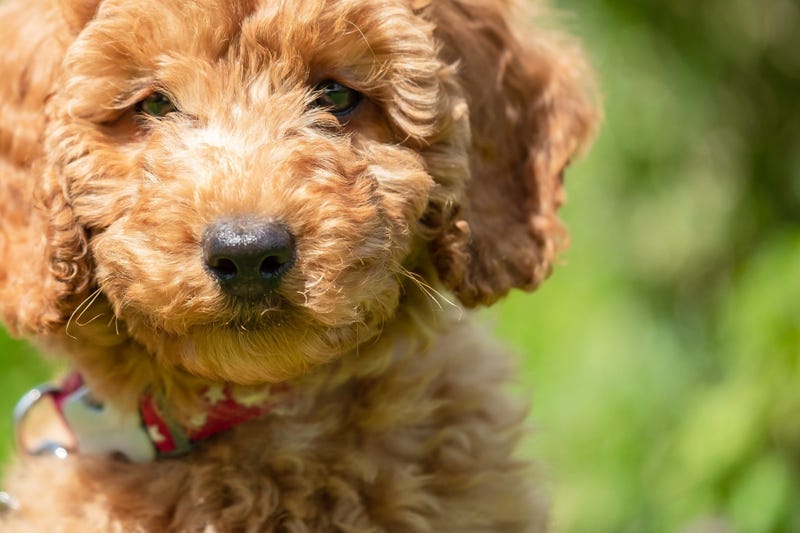 puppy