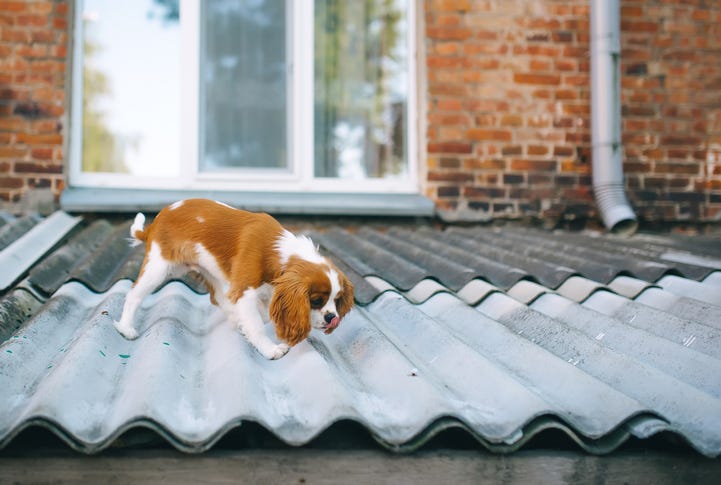 Dog roof