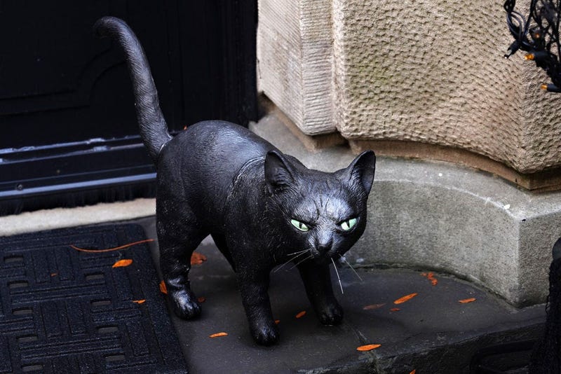 Black cat