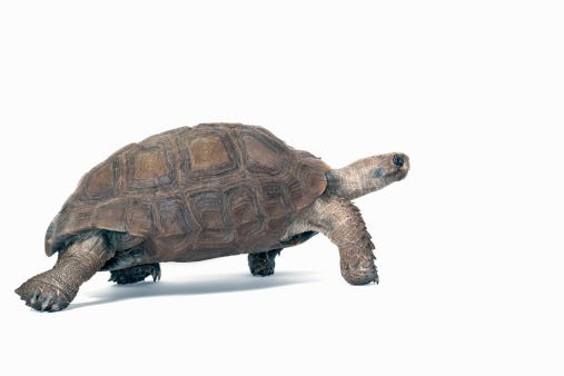 turtle