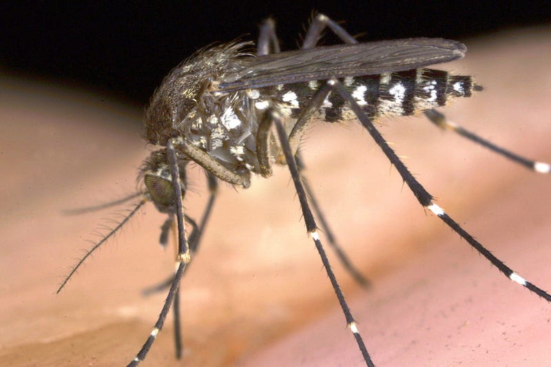 Mosquito