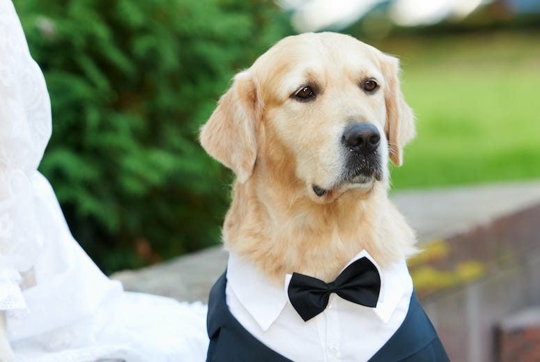 Golden Retriever, Dog, Tuxedo, Good Boy