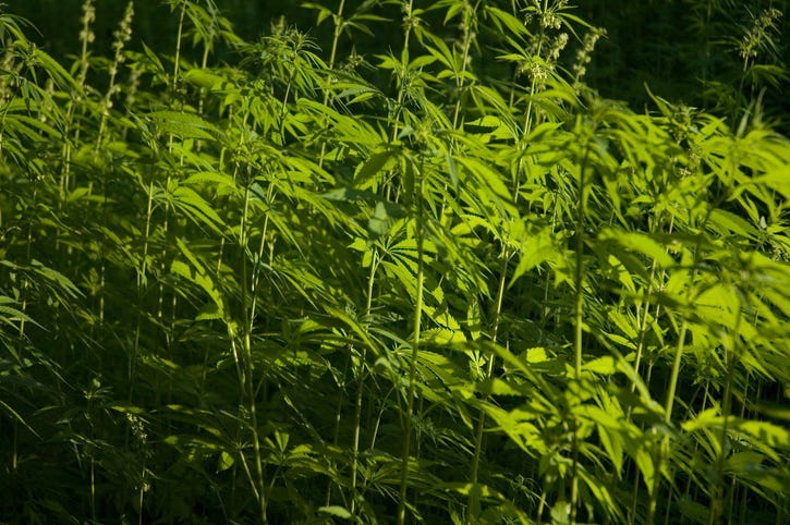 Hemp cultivation for non-drug uses