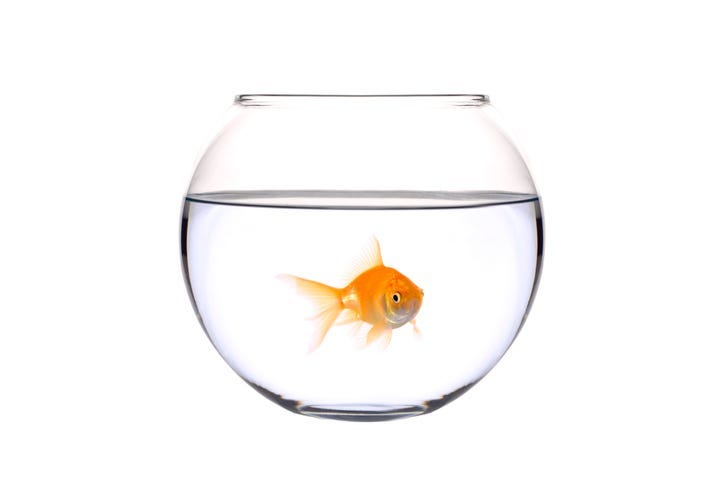 fish