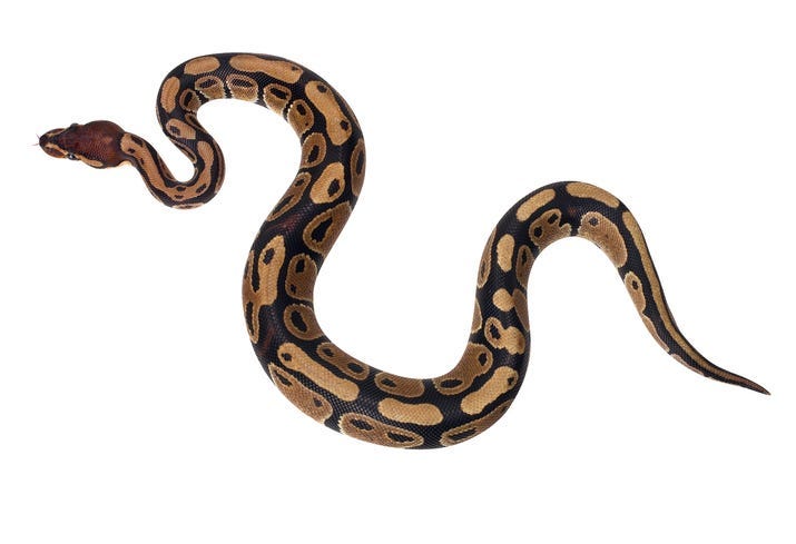 snake