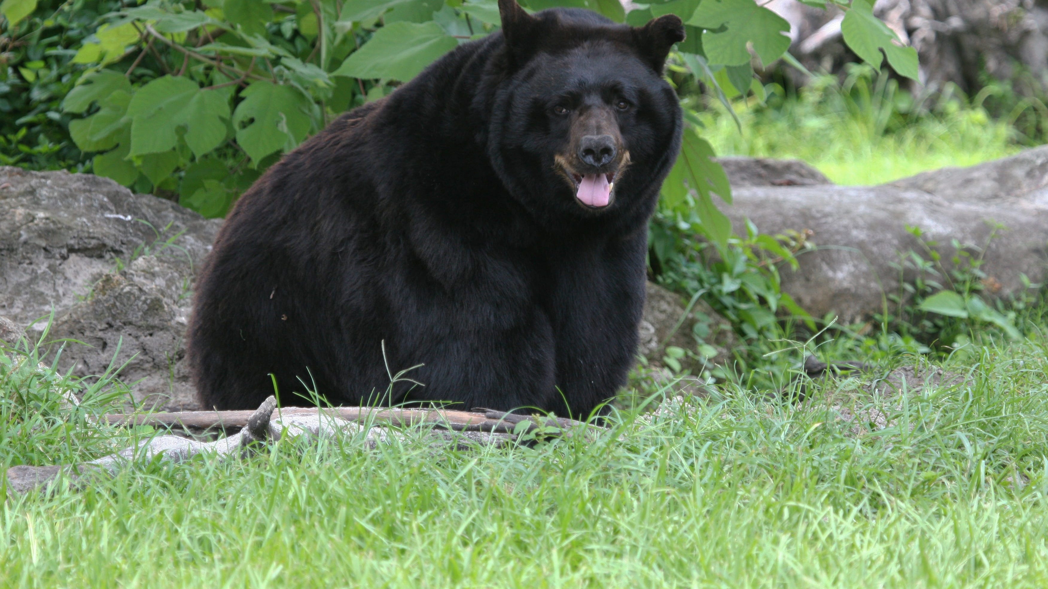 Woman Takes Selfie While Black Bear Sniffs Her Hair