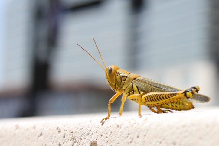 Grasshopper located in the middle of town. Could it be the Cricket in Times Square?