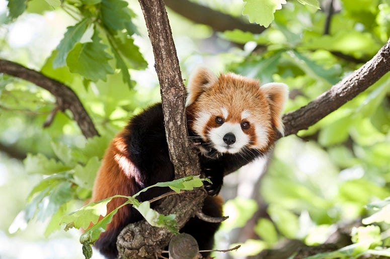 A red panda sitting in a tree in a Yokohama zoo