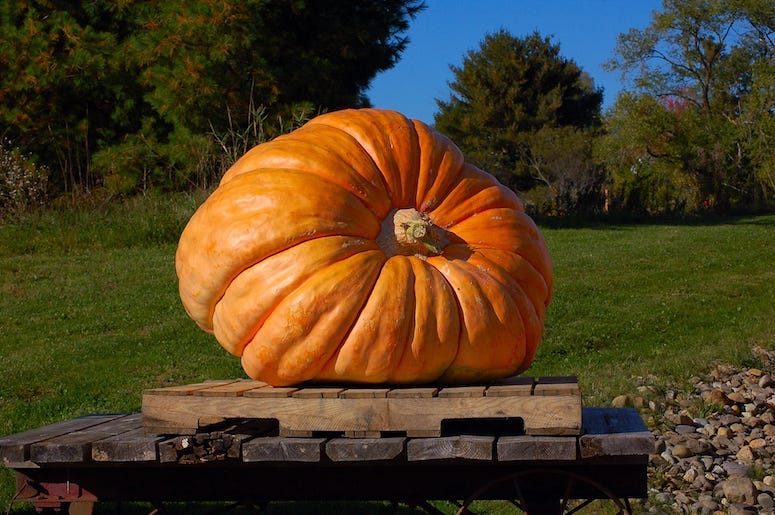 Pumpkin, Large, Halloween, Fall, Field, Display