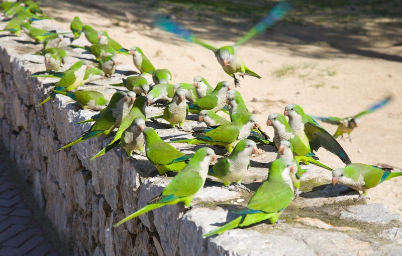 A group of feral monk parakeets feeding in a park in Spain