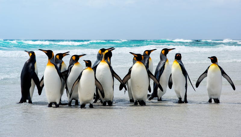 Penguins
