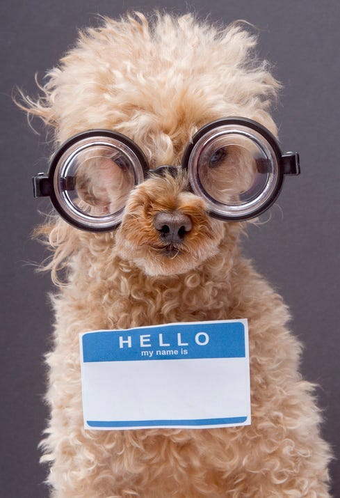 dog names