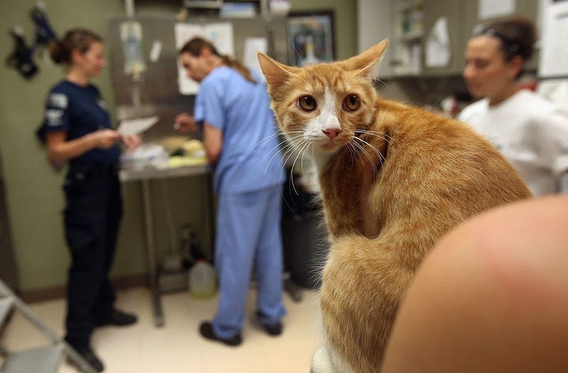 cat, test, medical