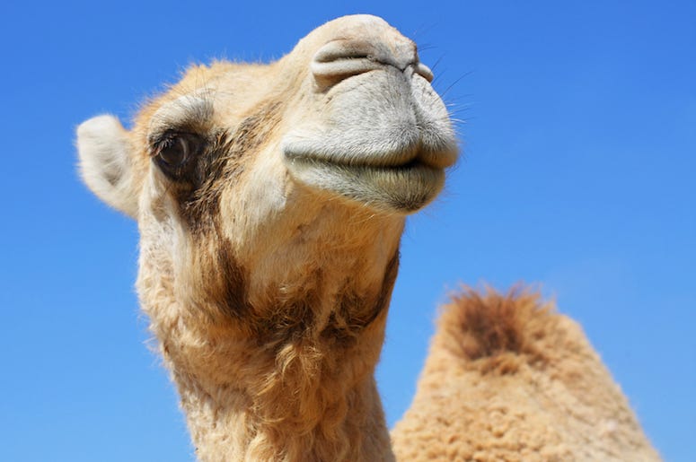 Camel, Animal, Close Up, Blue Sky