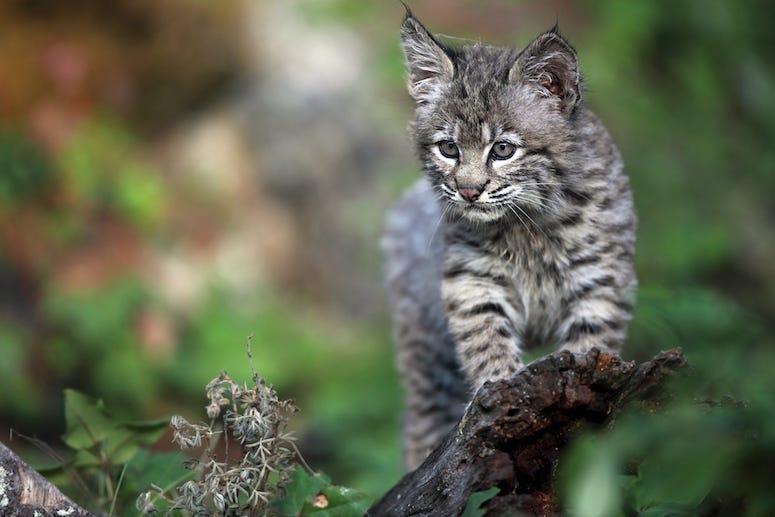 Bobcat, Kitten, Tree, Limb, Stalk