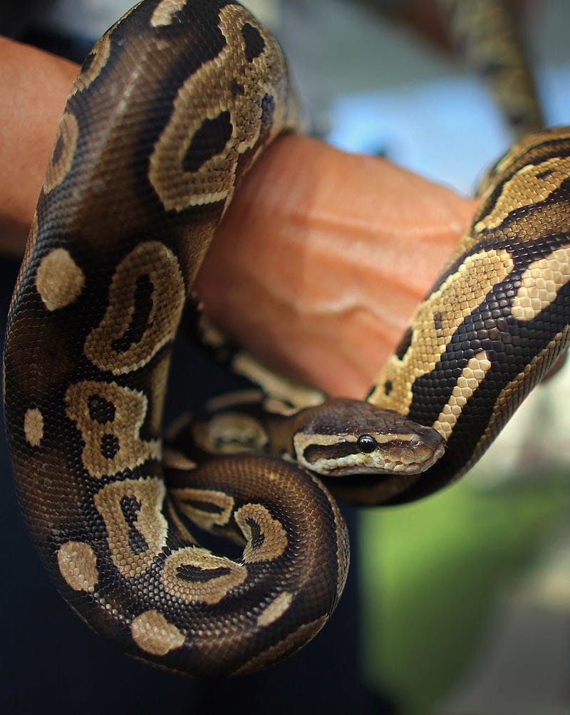 bell python (GETTY)