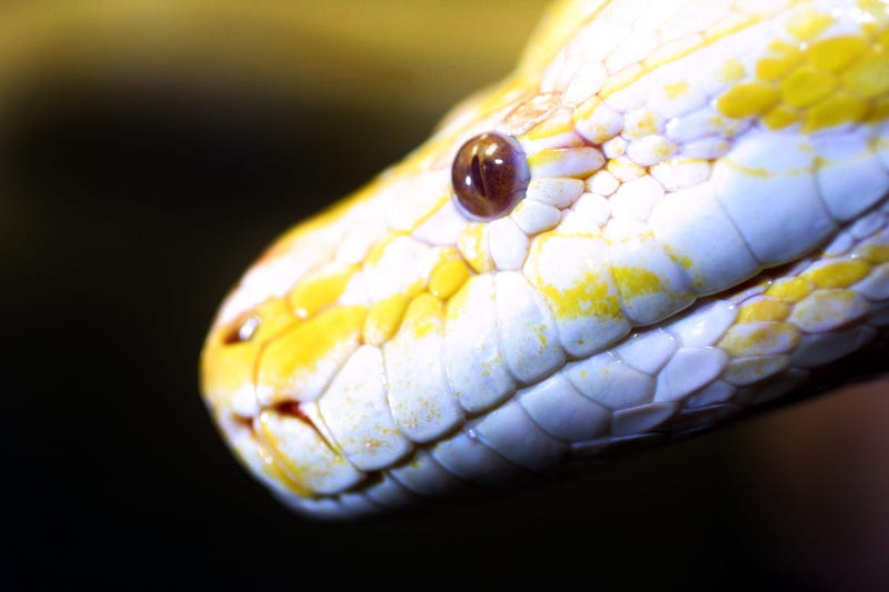 yellow python