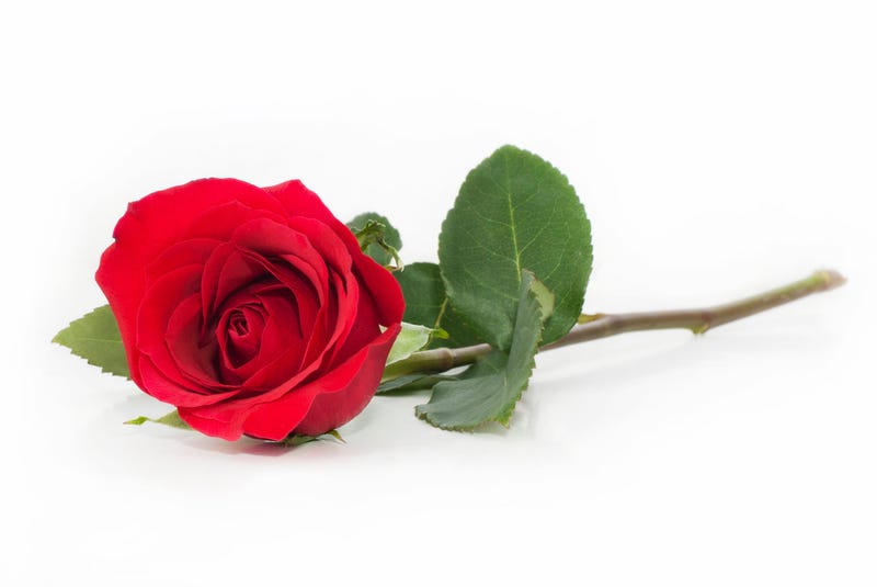 rose 