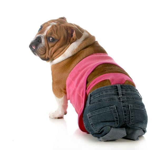 dog in pants
