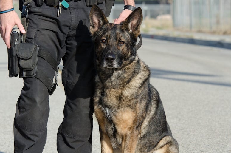Police Officer, Dog, Police Dog, German Shepherd, K-9