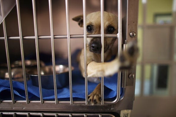 Joe Raedle / Staff Editorial #: 169674652 Collection: Getty Images News